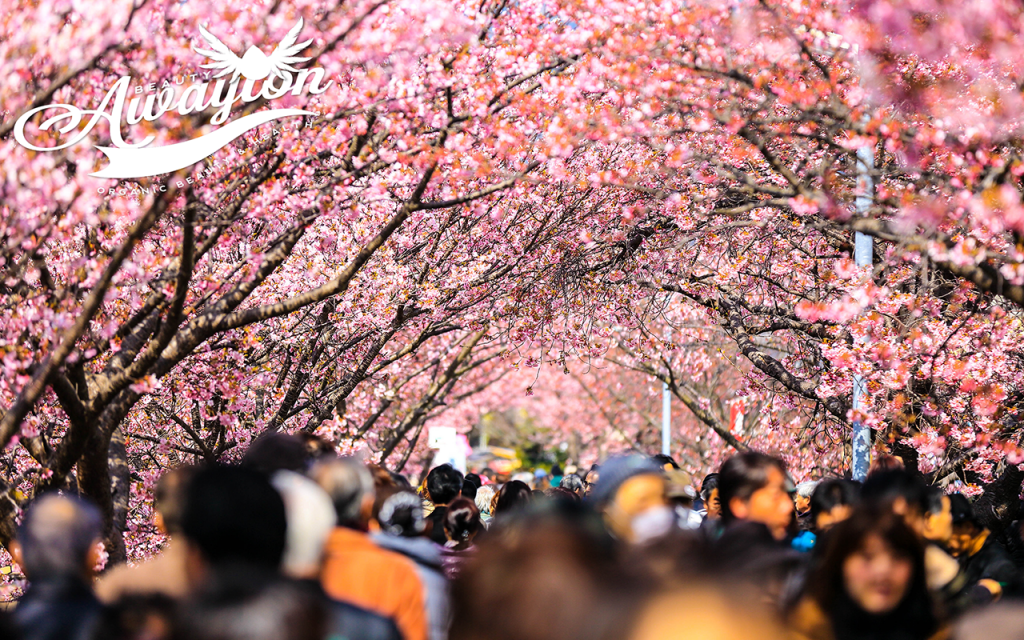 Cherry Blossom Walk by Awayion Beauty