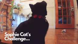 Sophie Cat's Challenge